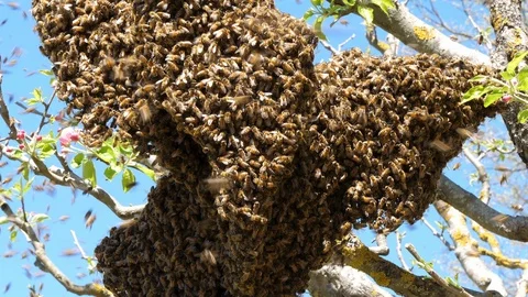 Large swarm of bees Vídeos de archivo 89196224