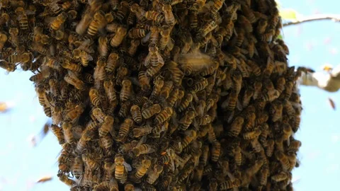 Large swarm of bees Video stock 89196352