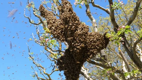 Large swarm of bees on tree branch Vídeos de archivo 89136913