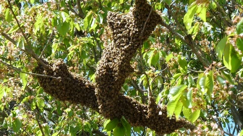 Large swarm of bees on tree Video stock 89132592