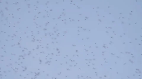 A large swarm of flies at dusk Stock Footage 60118495