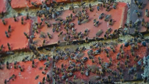 Large Swarm Of Honey Bees Congested On A Surface - Close Up Stock Footage 333845617