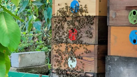 Large swarm of honey bees crawling on wooden beehive 库存影片 342285502