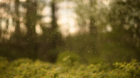A large swarm of insects flying at sunset Stock Footage 128816571