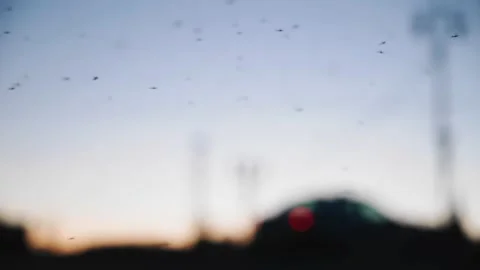 A large swarm of insects gathered in the evening in the city next to the road Stock Footage 184936951