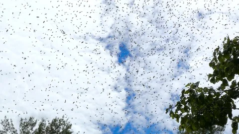 A large swarm of locusts in the sky. 스톡 동영상 87873034