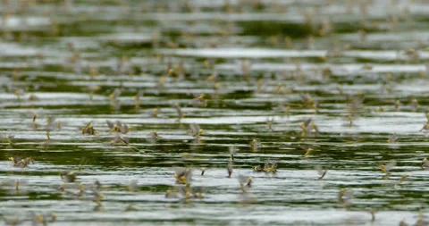 Large swarm of long-tailed mayflies duri... | Stock Video | Pond5