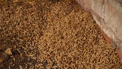A large swarm of many maggots crawling on the dark ground next to a brick wall Stock Footage 341920349