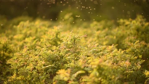 A large swarm of midges flies over the plant Stock Footage 128816563