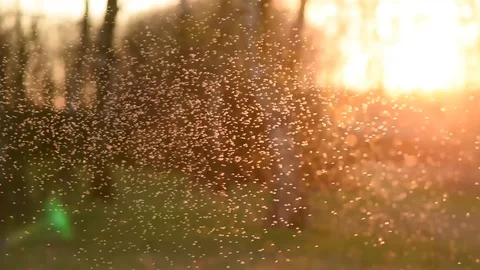 A large swarm of midges flying at sunset Stock Footage 128816690