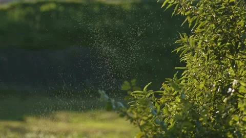 Large Swarm of Tiny Insects. Stock Footage 219518600
