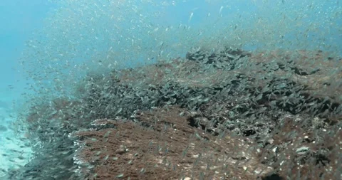 Large swarm of tiny silver fish moving above Acropora coral. 스톡 동영상 262315612