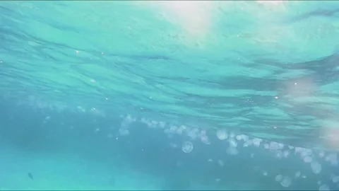 Large Swarm of White Jellyfish Floating in the Red Sea Vídeo Stock 343729321