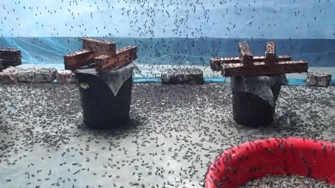 Large swarm of winged termites flying around buckets and wooden structures Stock Footage 341920147