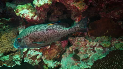 Large Sweetlips Fish with Cleaner Wrasse at Lord Howe Island Stock Footage 250744516