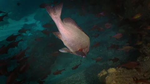 Large Sweetlips Fish - Lord Howe Island Stock Footage 250750687