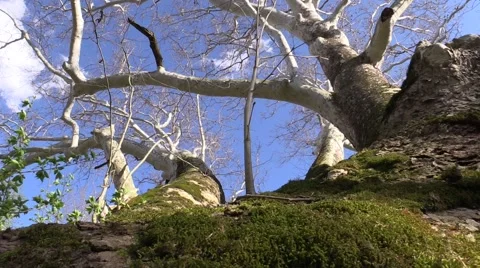 Large sycamore on windy day with blue sky nature Stock Footage 50143699