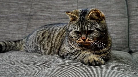 Large  tabby cat lying on couch attentively tracks moving red laser pointer dot Stock Footage 329013576