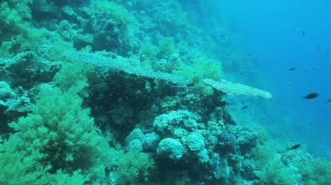 Large table coral covered by anthias Stock Footage 22641635