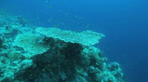 Large table coral covered by red anthias Stock Footage 22641620