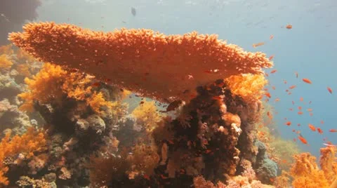 Large table coral covered by red anthias Stock Footage 22641668