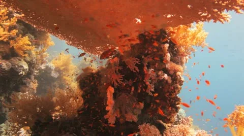 Large table coral covered by red anthias 動画素材 22641680