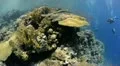 Large table coral in crystal clear shallow water HD Footage