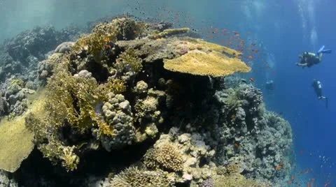 Large table coral in crystal clear shallow water Stock Footage 8979564