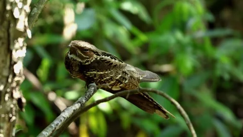 Large-tailed Nightjar Camouflaged On Forest Branch In Himalayan Habitat Stock Footage 337680807