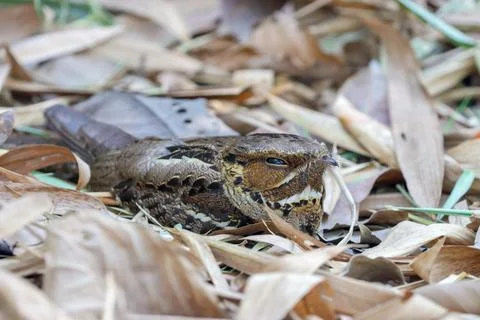 Large-tailed nightjar. Stock Photos