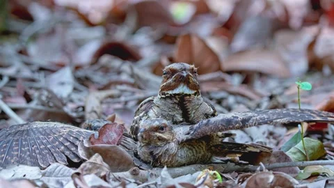 Large-tailed Nightjars Camouflaged Among Dry Leaves On Forest Floor Vídeo Stock 339905832