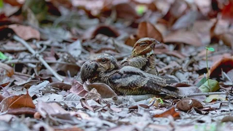 Large-tailed Nightjars Camouflaging Among Dry Leaves On Forest Floor Vídeo Stock 339905756