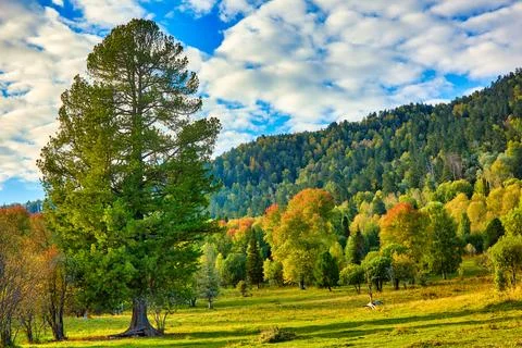Large tall green tree grows separately from rest of dense forest in a clearing Stock Photos