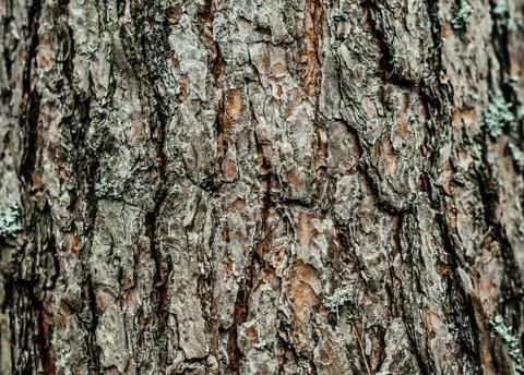 Large tall pine bark brown tree trunk moss Stock Photos