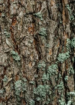 Large tall pine bark brown tree trunk moss Stock Photos