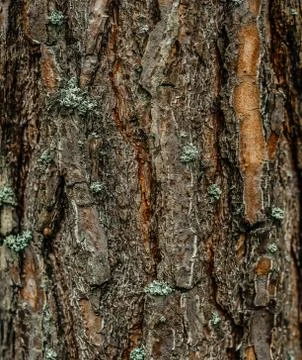 Large tall pine bark brown tree trunk moss Stock Photos
