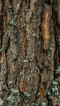 Large tall pine bark brown tree trunk moss Stock Photos