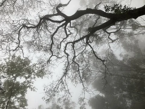 Large tall tree with branches spreading out beautifully under a thick mist fog Stock Photos