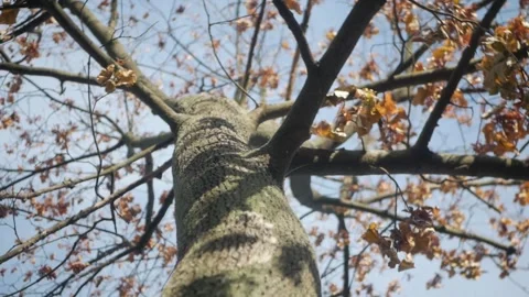 Large tall tree view from below. sweeping branches against clear blue sky Stock Footage 260416921