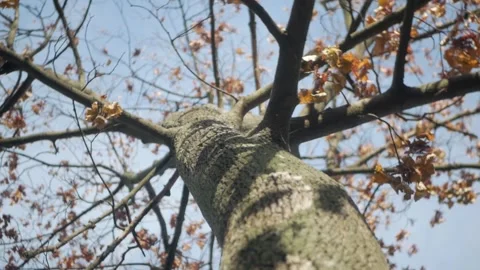 Large tall tree view from below. sweeping branches against clear blue sky Stock Footage 260416956