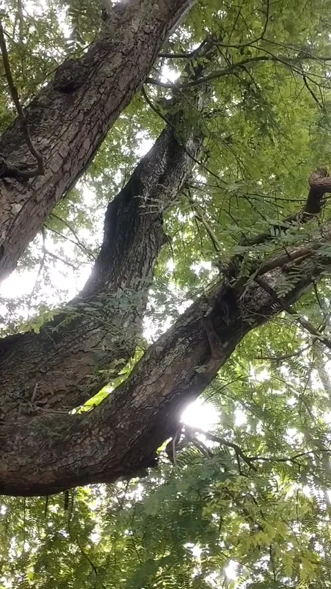 Large tamarind tree with thick leaves Stock Footage 327692311