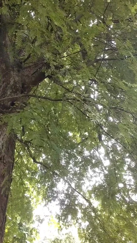 A large tamarind tree under the hot sun Stock Footage 327692298