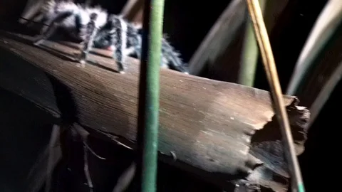 Large tarantula, black spider on a log in the forest at night, panning Video stock 124718984