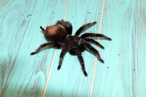Large tarantula on a blue background Stock Photos