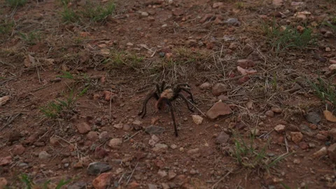 A large tarantula spider crawling in the desert Stock Footage 249828438