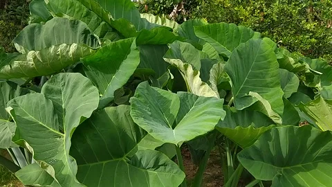 A large taro leaf plant whose leaves move in the wind Stock Footage 218555474