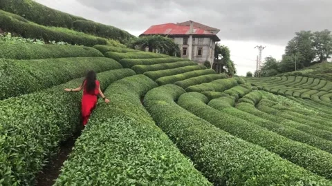 Large tea field with view (11) Stock Footage 288346378