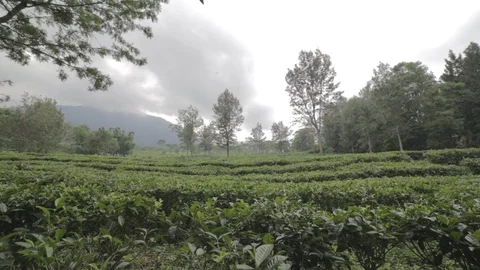 Large Tea Gardens Stock Footage 123191603