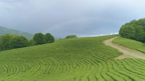 Large tea plantations captured by drone with a large rainbow on the horizon Video stock 136125813