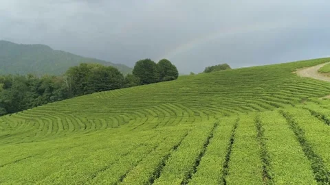 Large tea plantations captured by drone Vidéo 136125822